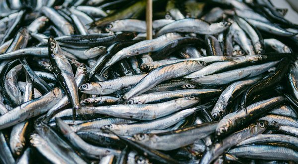 Empowering seniors with visual impairments: innovative gardening techniques for inclusive horticulture